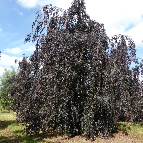 Fagus sylvatica 'Riversii Pendula'