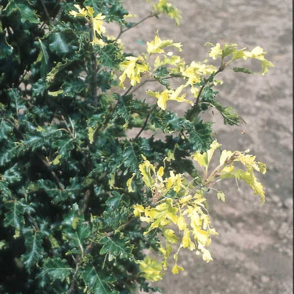 Fagus sylvatica 'Rohan Gold'