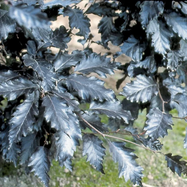 Fagus sylvatica 'Rohan Trompenburg'