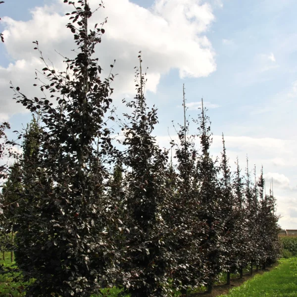 Fagus sylvatica 'Spaethiana'