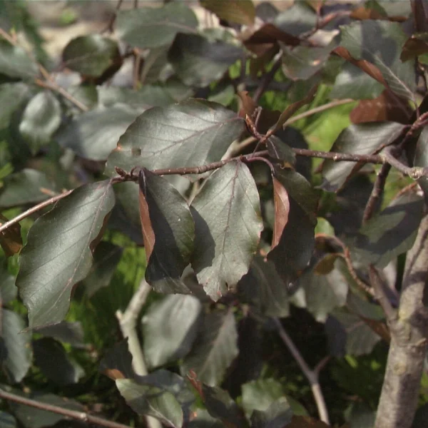 Fagus sylvatica 'Swat Magret' – Bruine beuk, rode beuk (cv)