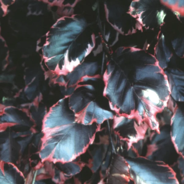 Fagus sylvatica 'Tricolor'