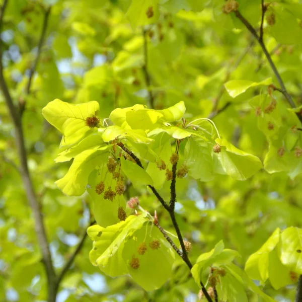 Fagus sylvatica 'Zlatia'