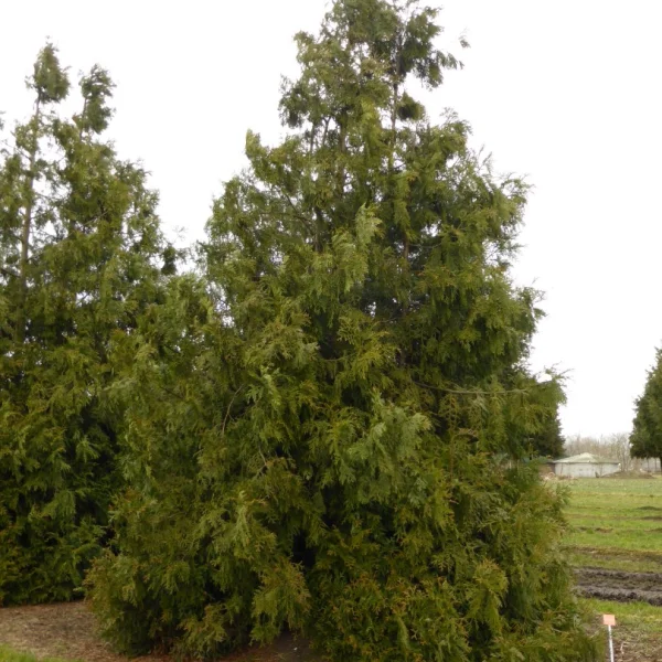 Thujopsis dolabrata – Hibacipres