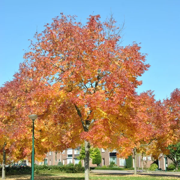 Fraxinus americana var. microcarpa