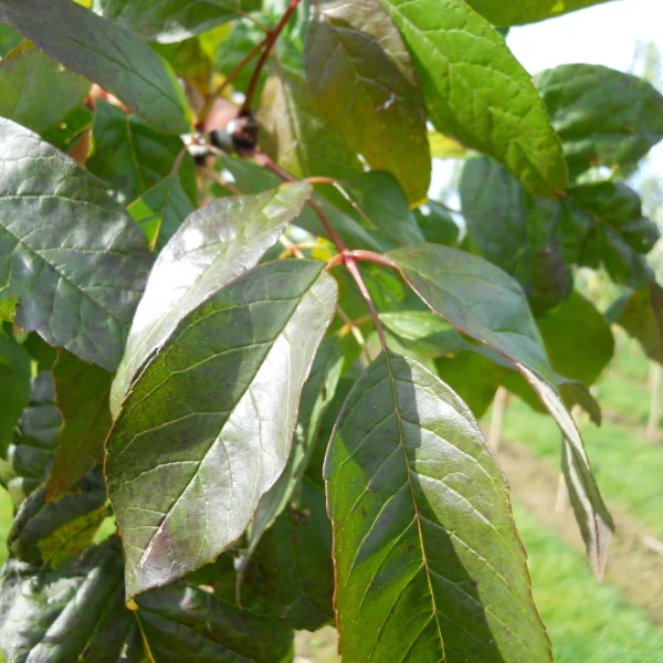 Fraxinus americana WINDY CITY ('Tures')