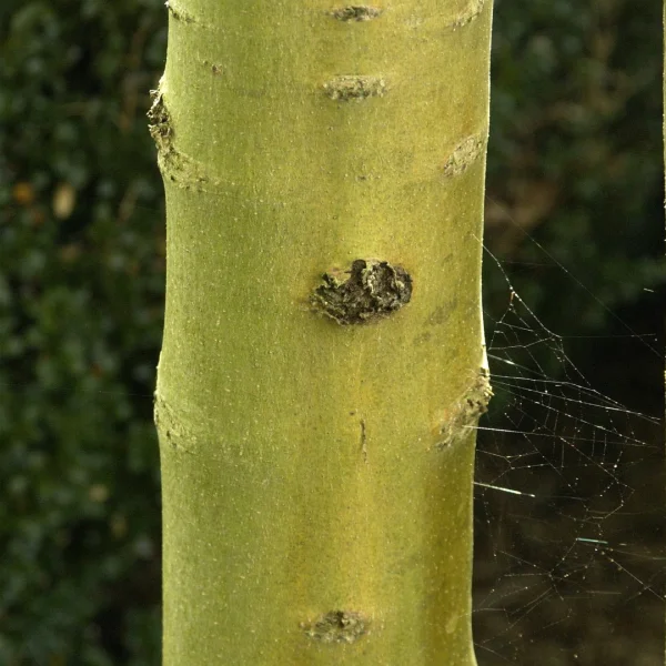 Fraxinus excelsior 'Allgold'