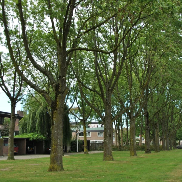 Fraxinus excelsior 'Eureka'
