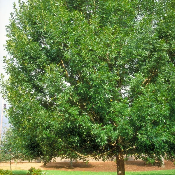 Fraxinus pennsylvanica 'Patmore'