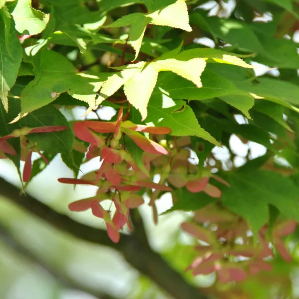 Acer palmatum 'Ôsakazuki'