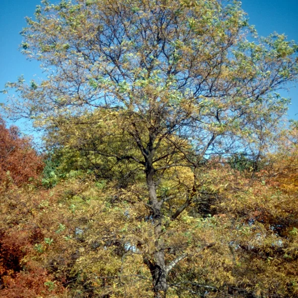 Gleditsia triacanthos 'Imperial'