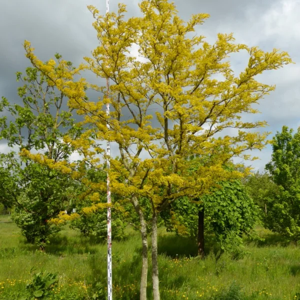 Gleditsia triacanthos 'Sunburst'