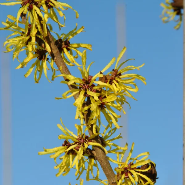 Hamamelis ×intermedia 'Angelly'