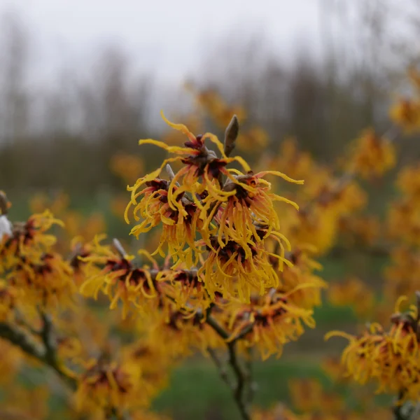 Hamamelis ×intermedia 'Orange Beauty'