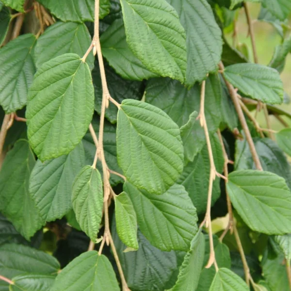 Hamamelis japonica 'Pendula'
