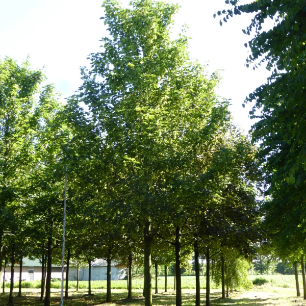 Acer platanoides 'Erectum'