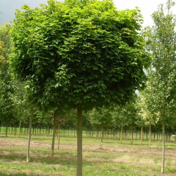 Acer platanoides 'Globosum' – Bolesdoorn 