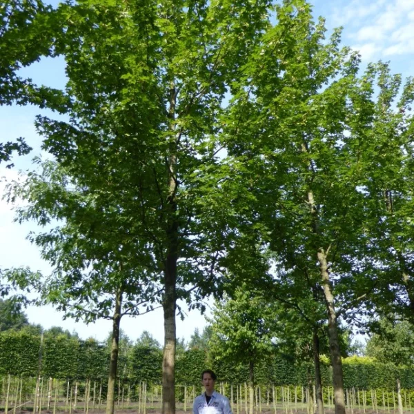 Acer platanoides 'Norwegian Sunset'