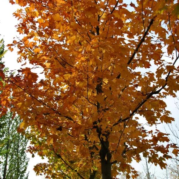 Acer platanoides 'Reitenbachii'