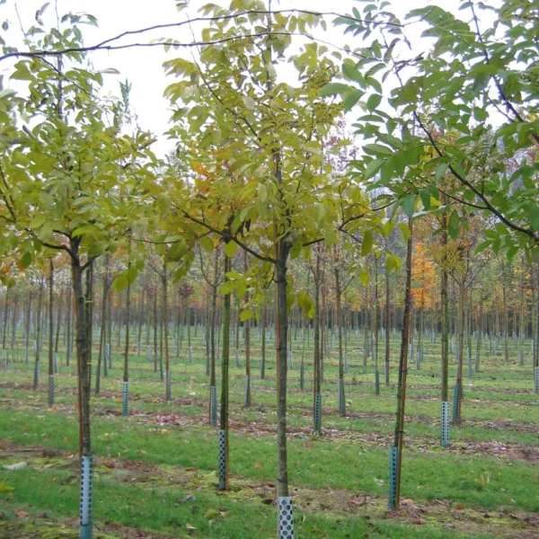 Juglans regia 'Axel'