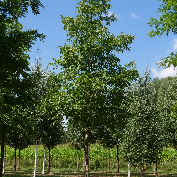 Juglans regia – Gewone walnoot, Okkernoot