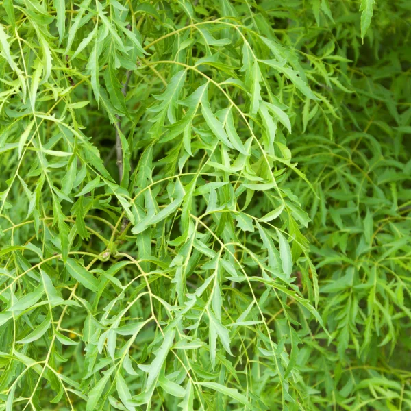 Juglans regia 'Laciniata'