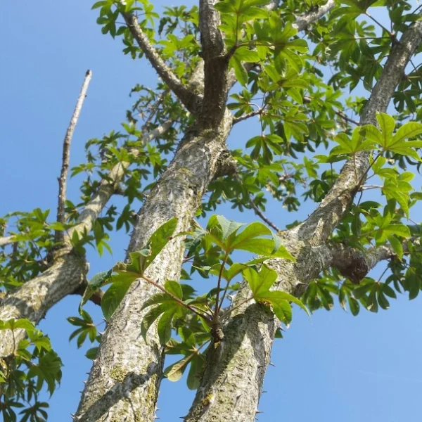 Kalopanax septemlobus – Stekelboom