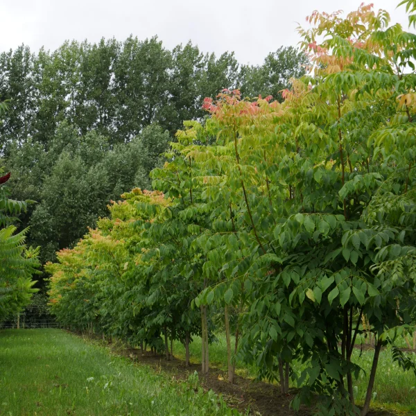 Koelreuteria bipinnata – Chinese Vernisboom, Blazenboom