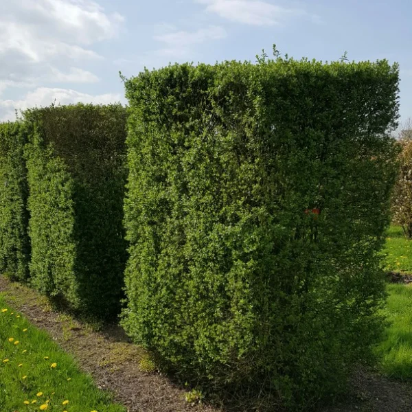 Ligustrum vulgare 'Atrovirens'