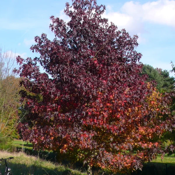 Liquidambar styraciflua 'Andrew Hewson'