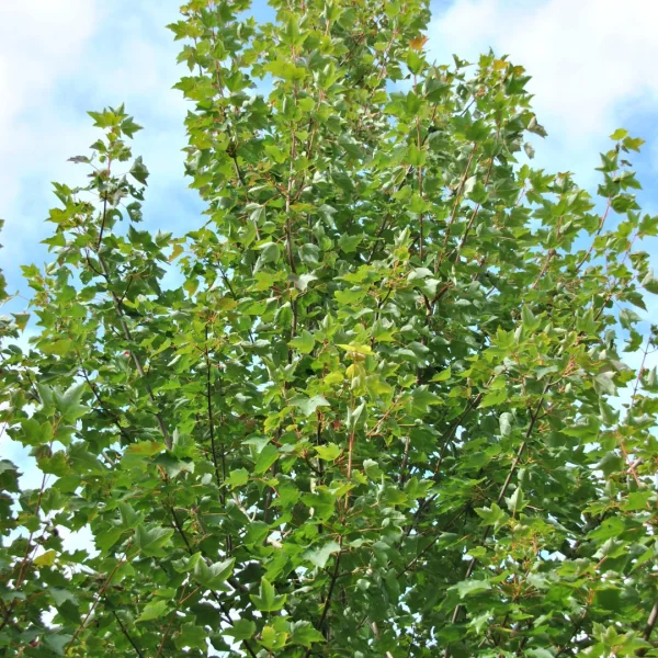 Acer rubrum 'Fairview Flame'