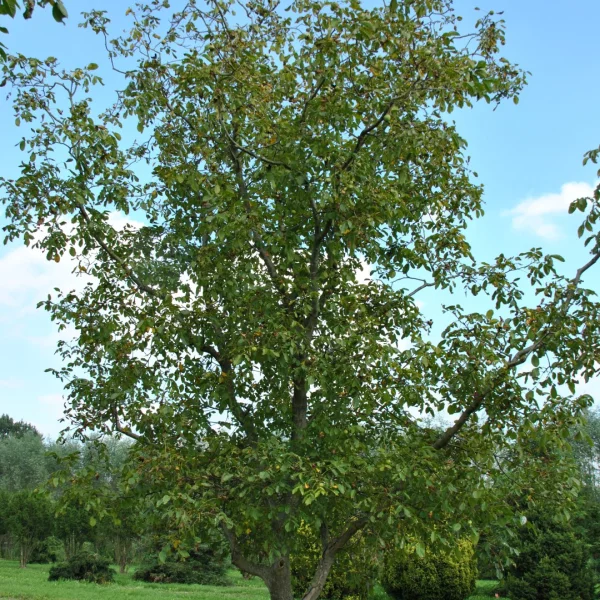 Juglans regia 'Coenen'
