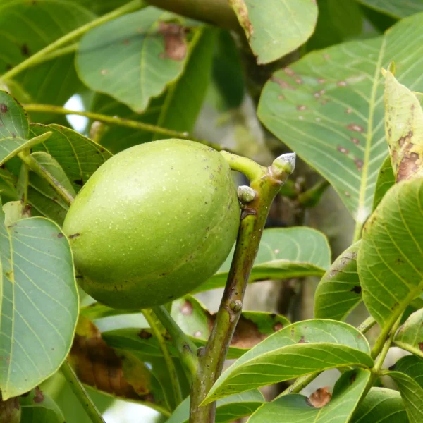 Juglans regia 'Franquette'