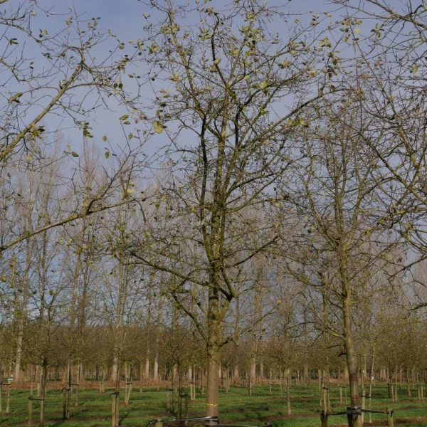Malus domestica DUBBELE BELLEFLEUR ('Belle-Fleur Larche Mouche') – Appel (cv)
