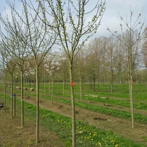 Malus domestica 'Keuleman' – Appel (cv)