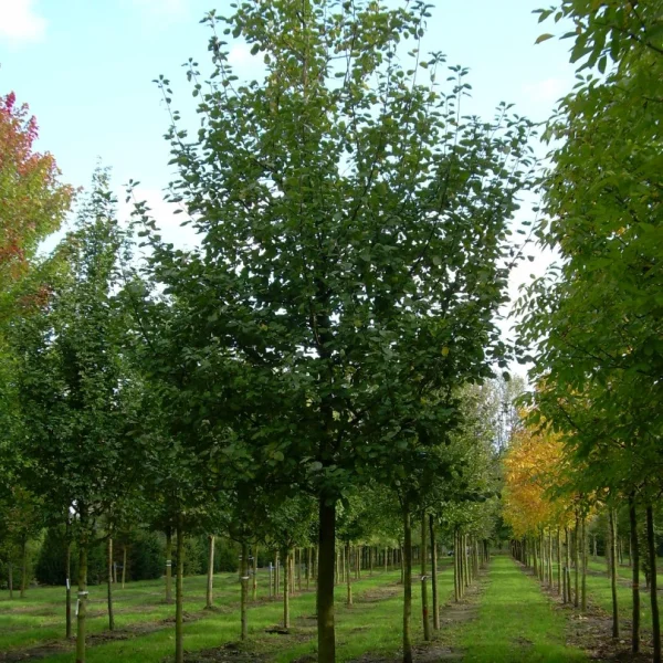 Malus domestica 'Rode Boskoop' – Appel (cv)