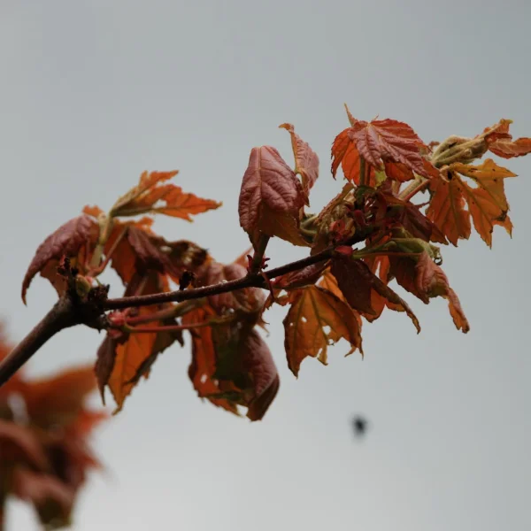 Acer rubrum 'Somerset'