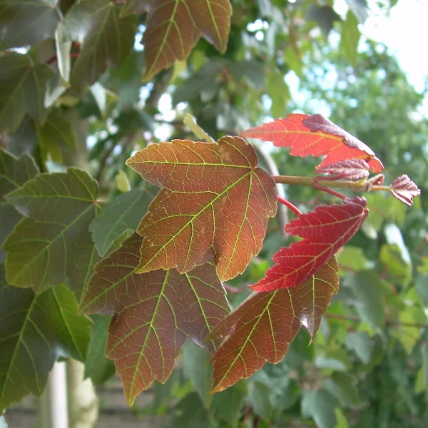 Acer rubrum SUMMER RED ('HOSR')