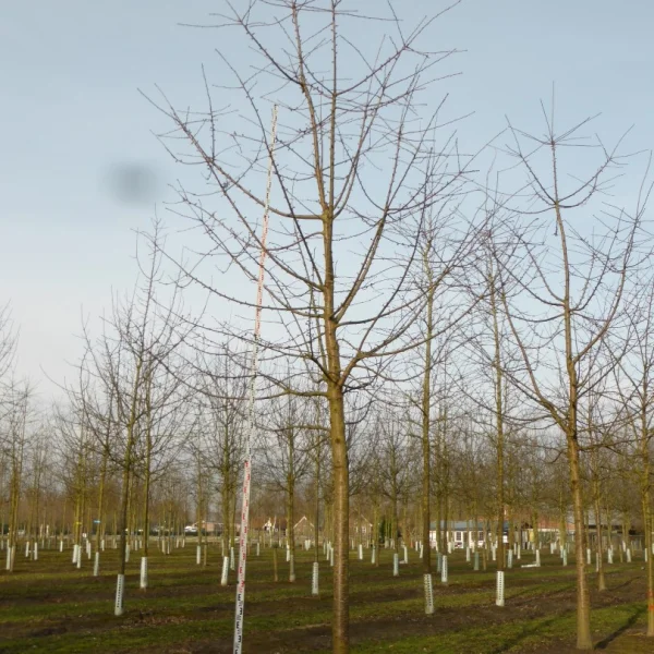 Prunus avium 'Van' – Zoete kers (cv)