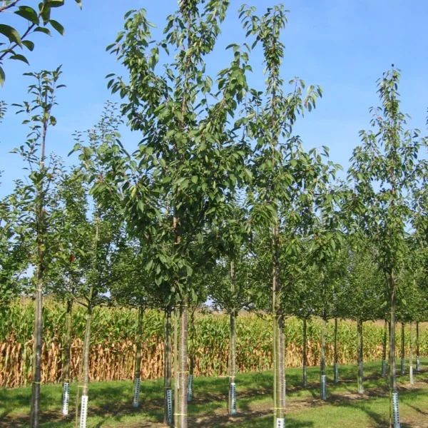 Prunus avium 'Schneider's Späte Knorpelkirsche' – Zoete kers (cv)