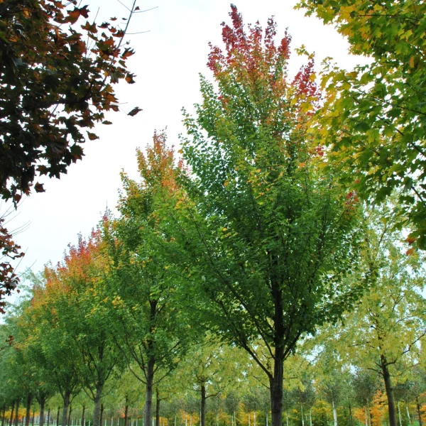 Acer rubrum 'Tilford'