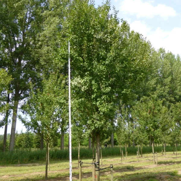 Prunus domestica 'Hauszwetsche' – Pruim (cv)