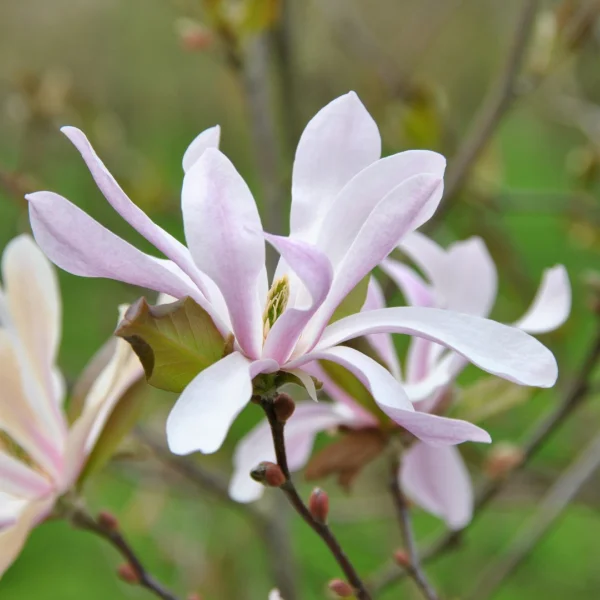 Magnolia ×loebneri 'Leonard Messel'