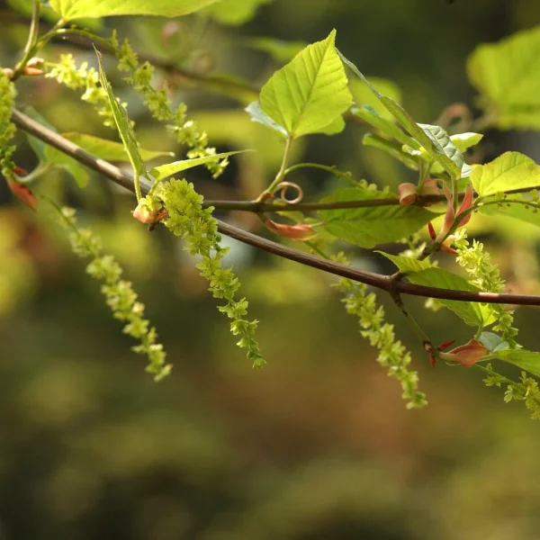 Acer rufinerve – Grijze streepjesbastesdoorn
