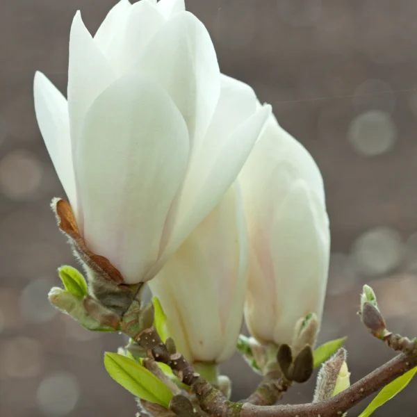 Magnolia ×soulangeana 'Alba Superba'
