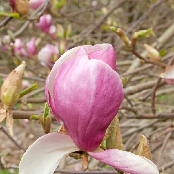 Magnolia ×soulangeana 'Lennei'