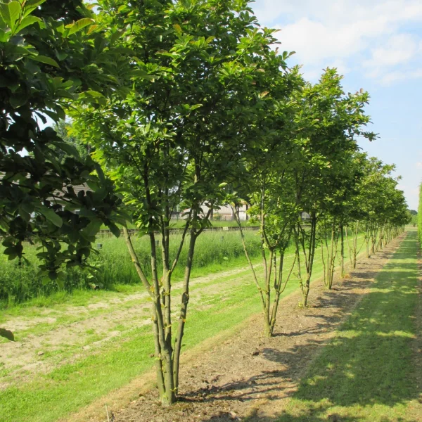 Magnolia stellata 'Royal Star'