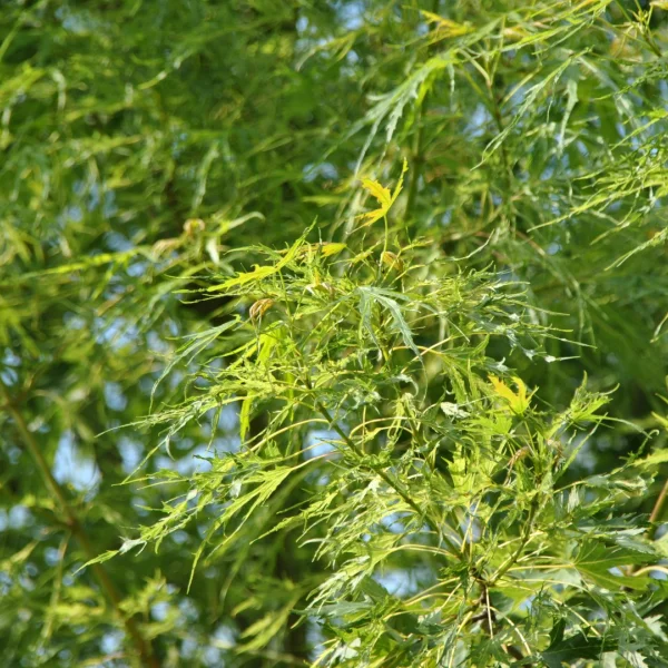 Acer saccharinum 'Born's Gracious'