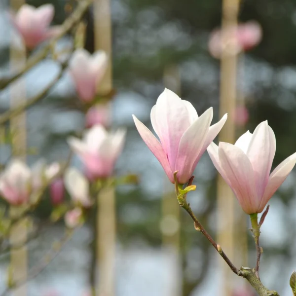 Magnolia 'Heaven Scent' – Magnolia (cv)