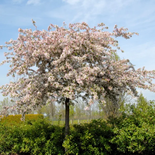 Malus floribunda – Japanse sierappel